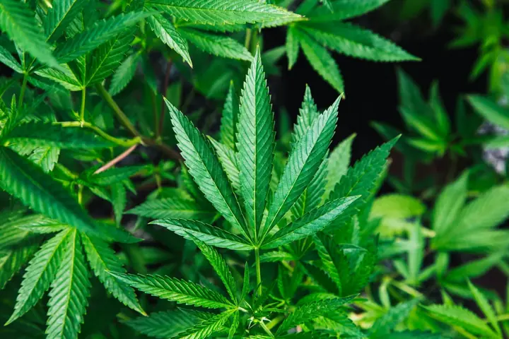 Cannabis plants growing at a licensed facility